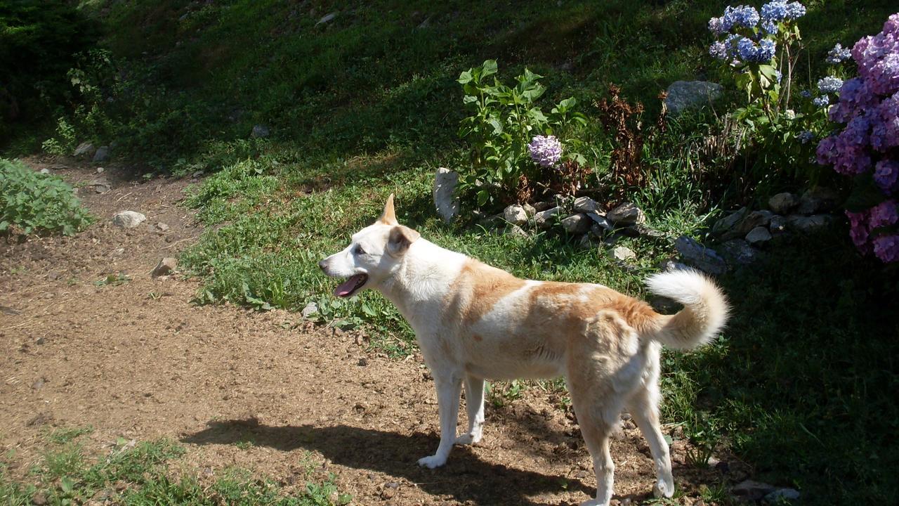 B&B Valle Orco Sparone Εξωτερικό φωτογραφία